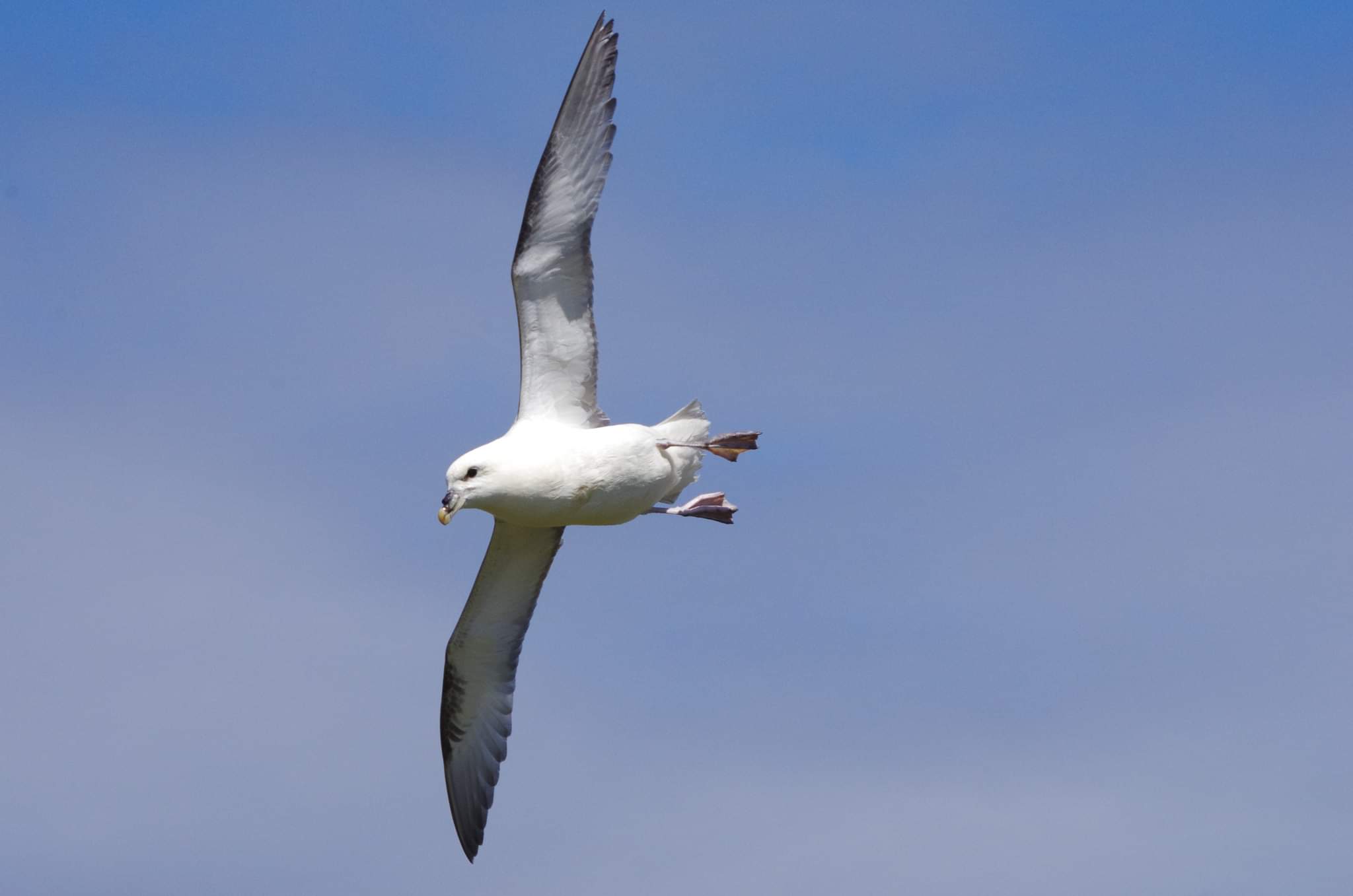 ./../img/Achill_Island/seagull_flying.jpeg