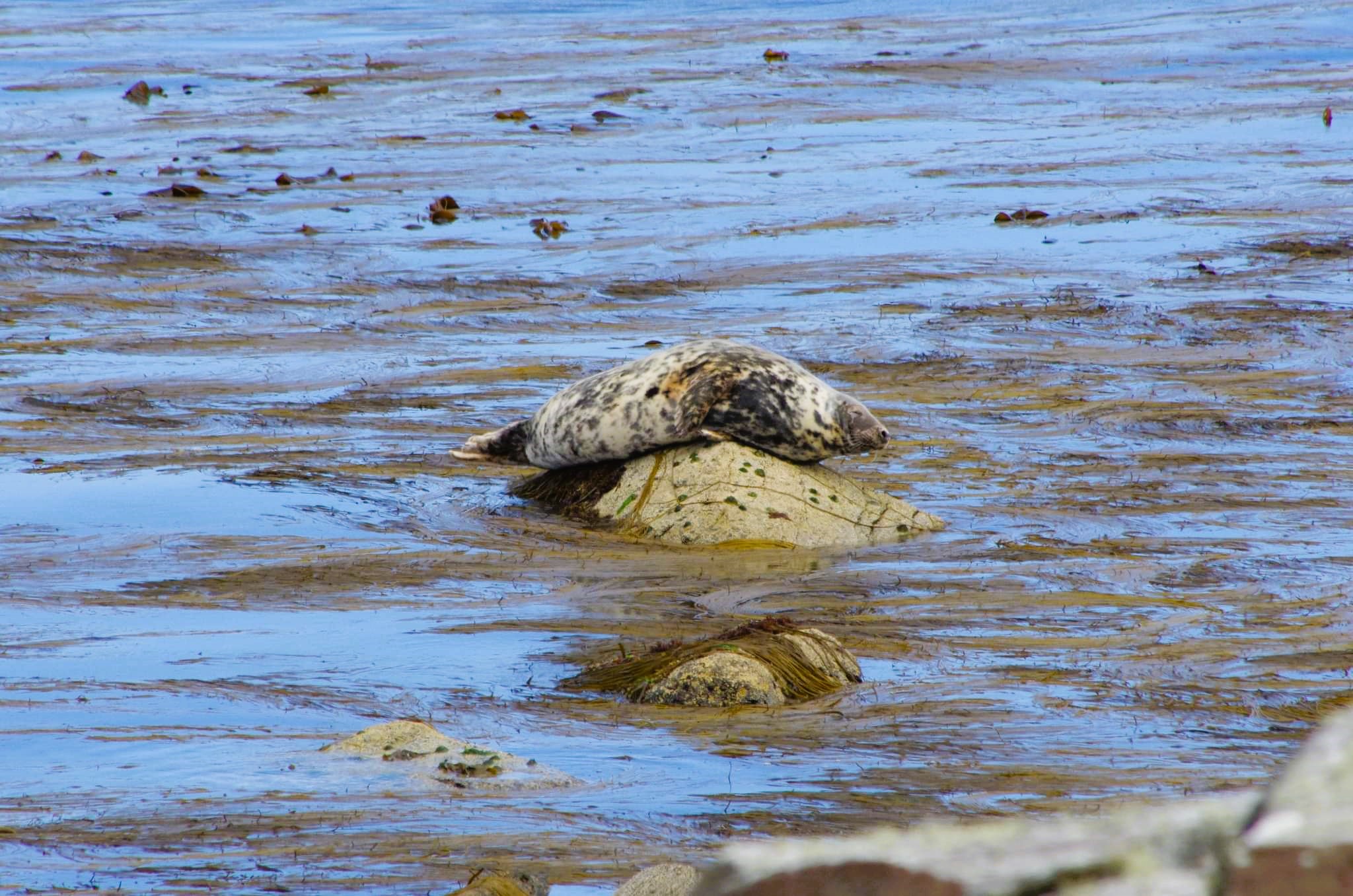 Seal_on_rock.jpeg