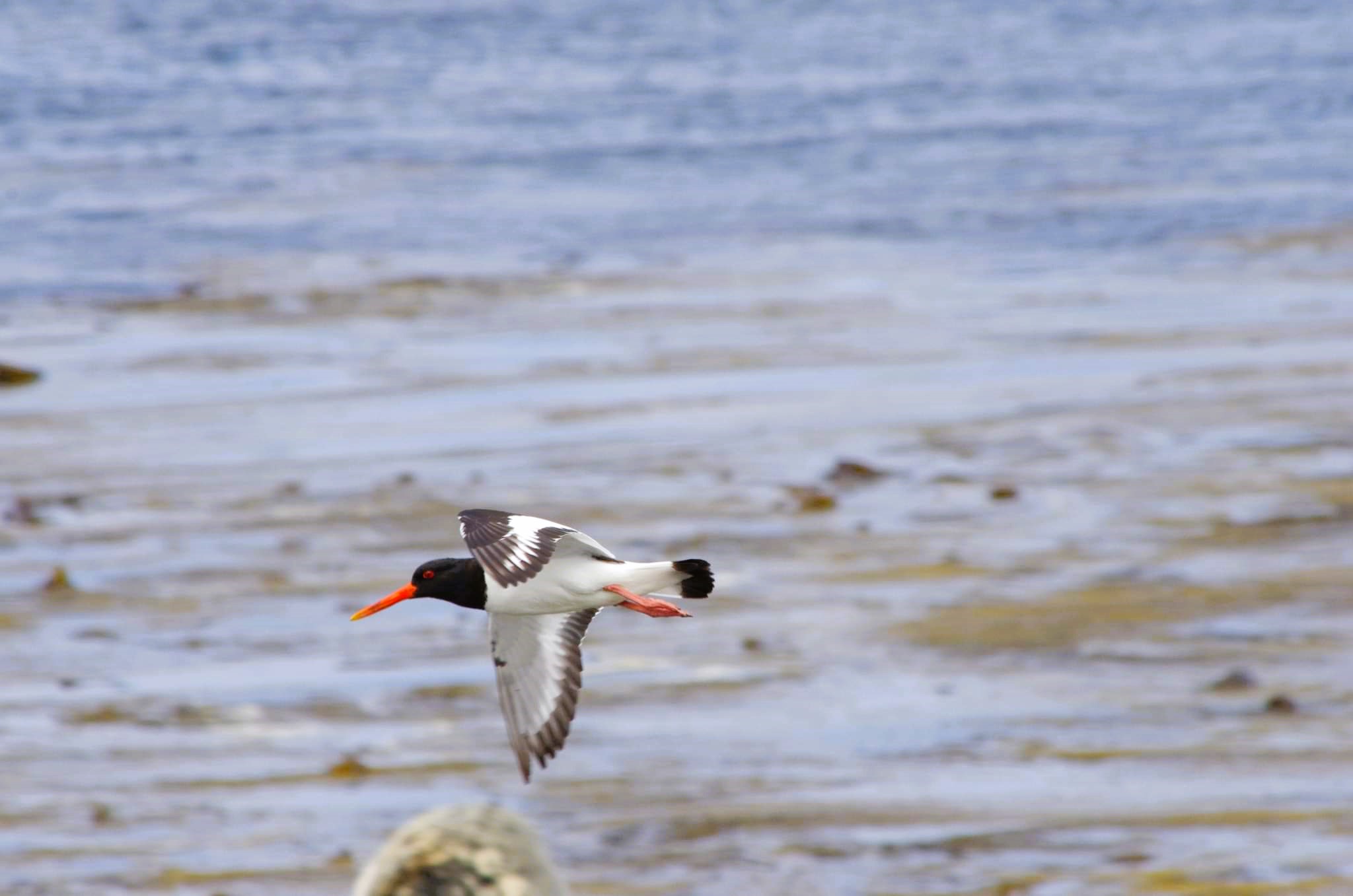 bird_flying.jpeg