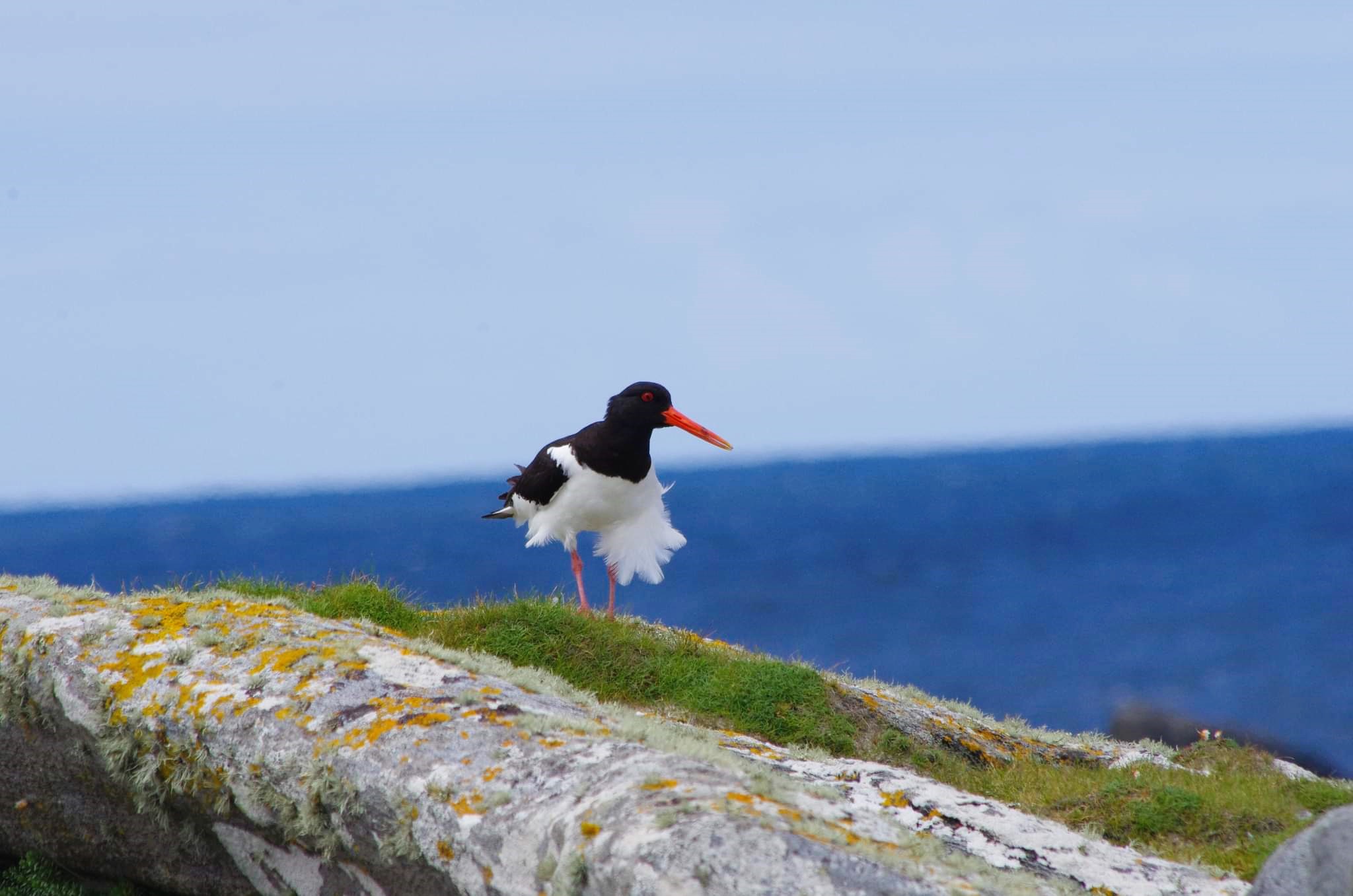 ./../img/Inishkea_Island/bird_on_rock.jpeg
